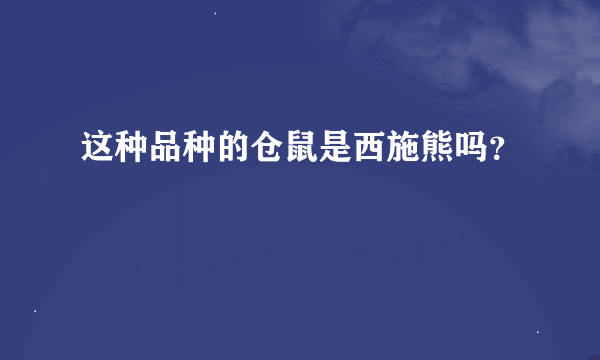 这种品种的仓鼠是西施熊吗？