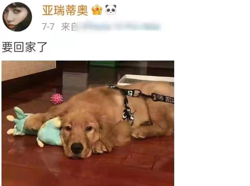 女星宠物狗托运死亡事件背后，折射出了哪些宠物托运行业的乱象？