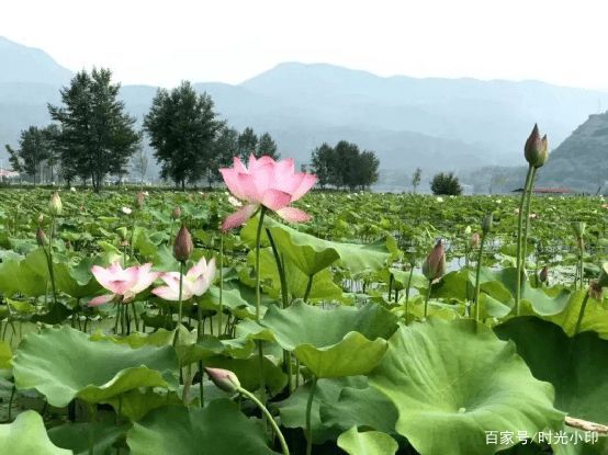 六月六临近，俗语“六月六，要吃闺女一刀肉”，六月六都有什么讲究？