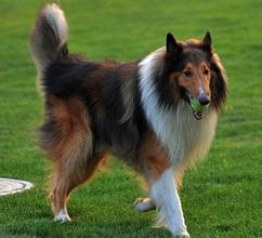 苏格兰牧羊犬的相关电影