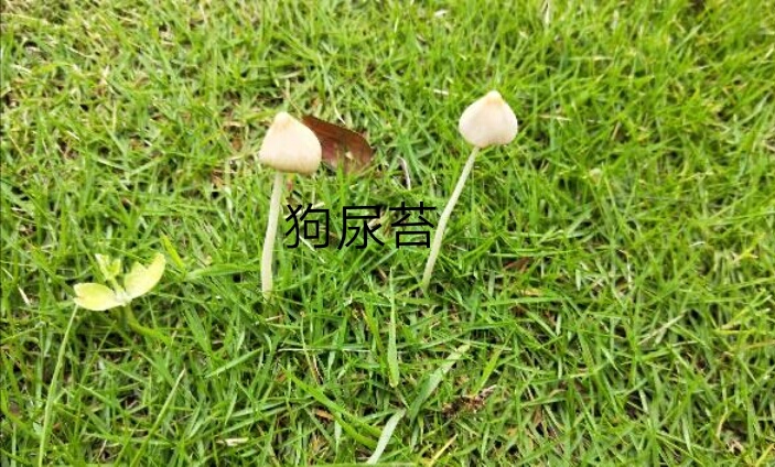 这是什么蘑菇？