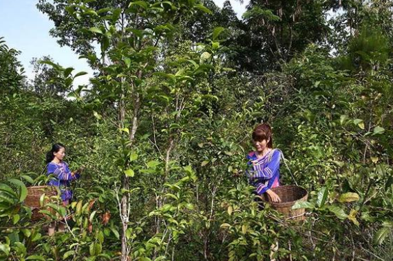 世界茶树发源地的核心地区在？