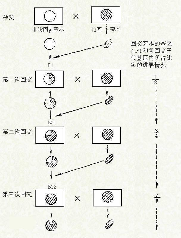 人类为什么要让动物回交，回交有什么好处吗？