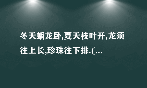 冬天蟠龙卧,夏天枝叶开,龙须往上长,珍珠往下排.(打一物)？