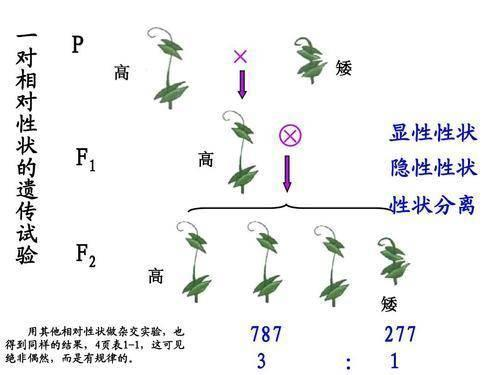 人类为什么要让动物回交，回交有什么好处吗？