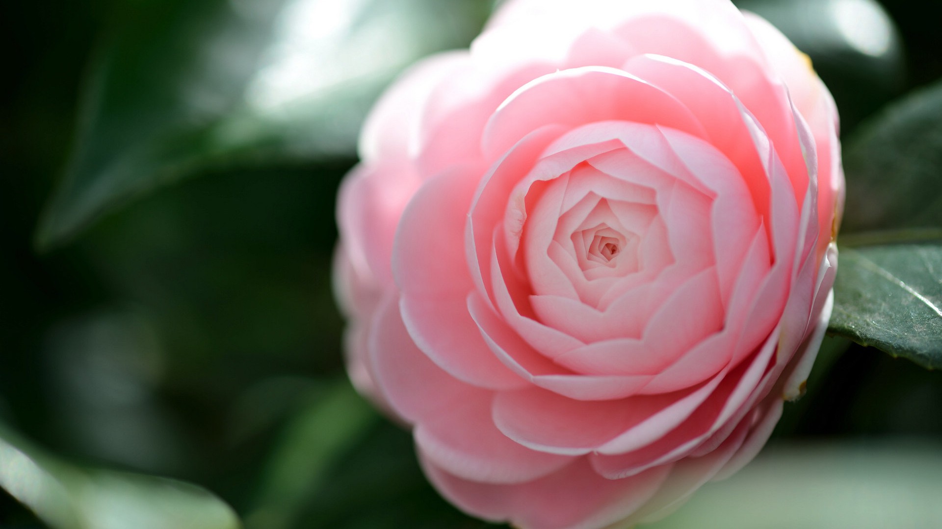 昆明市的市花是什么花？