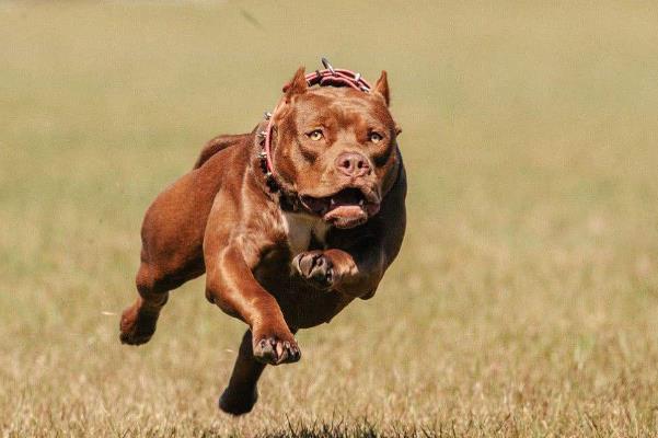 比特犬和藏獒谁厉害？