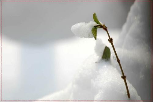 关于下雪的诗句有什么？