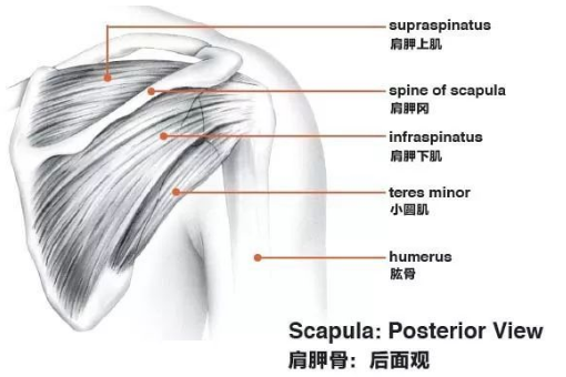 肩胛骨在哪？说清楚些，最好有图片