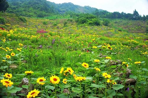 你如何理解韩剧《如果我们是季节》的结局？