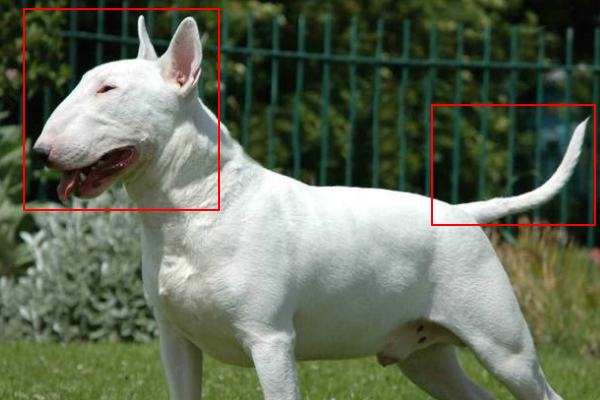 斗牛犬与斗牛梗有什么区别