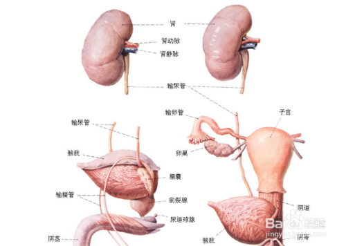 地中海贫血是什么意思？