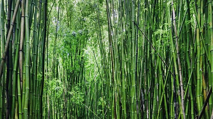 刚竹种植办法有哪些注意的