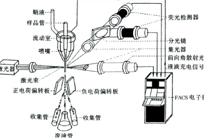 流式细胞仪的工作原理是什么？