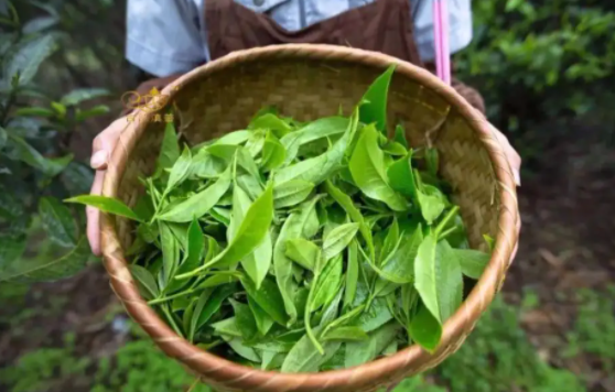 龙井茶是绿茶吗?