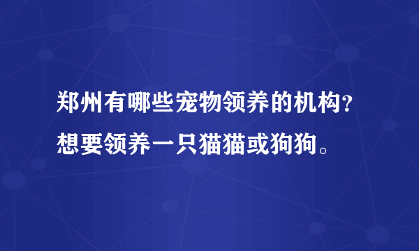 郑州有哪些宠物领养的机构？想要领养一只猫猫或狗狗。