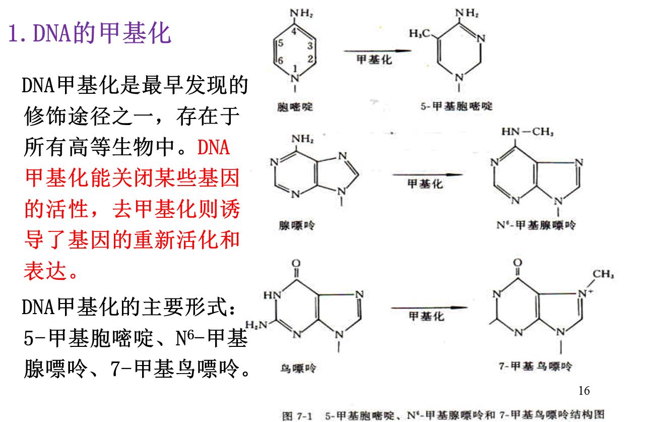 什么是DNA甲基化及其机制？