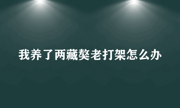 我养了两藏獒老打架怎么办