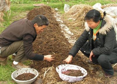 南大博士放弃200万年薪回村养蚯蚓，收益怎么样呢？