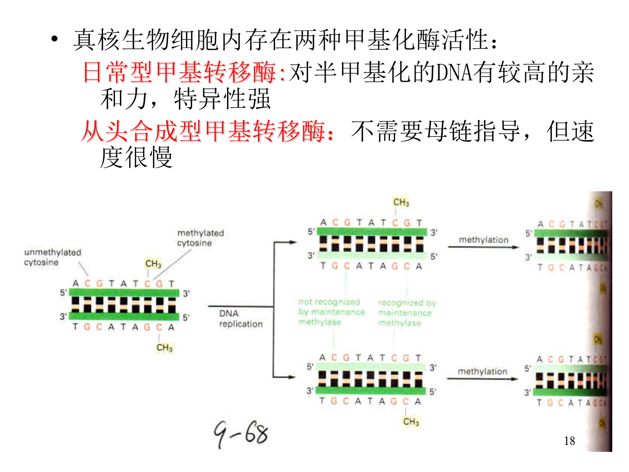 什么是DNA甲基化及其机制？