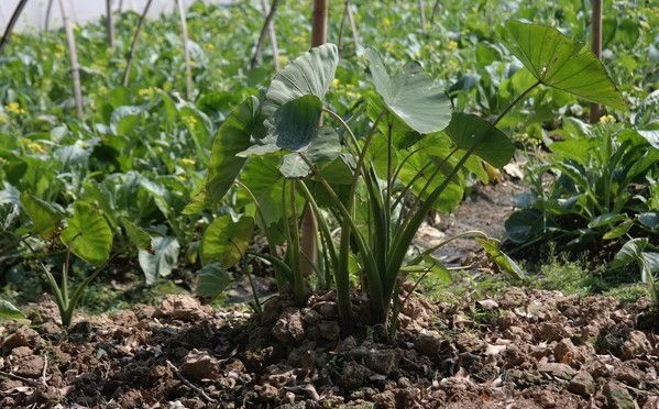 芋头怎么种植？