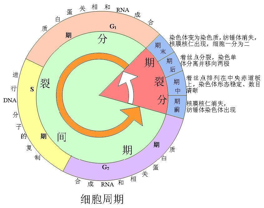 细胞周期分为几个时期？各有哪些主要的事件？