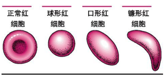 什么是平均RBC体积