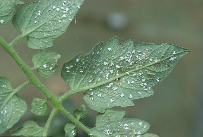 怎样消灭白粉虱？