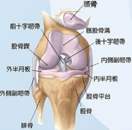 半月板是啥呀？