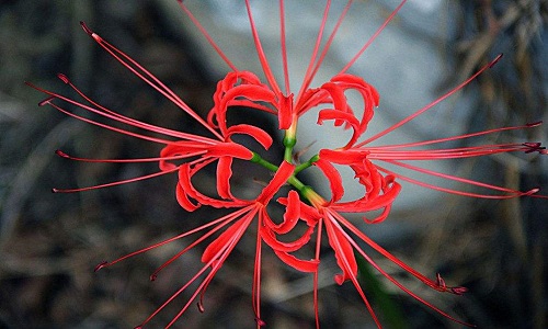 情人节送花，各种花的花语是什么？