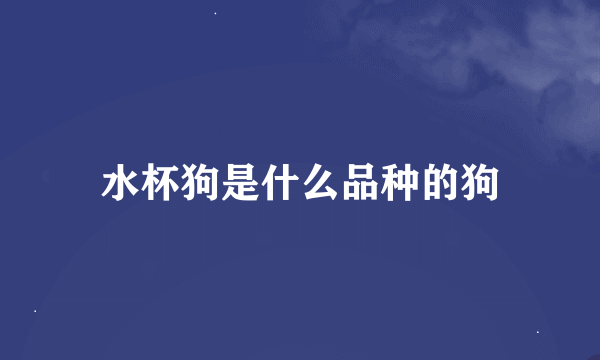 水杯狗是什么品种的狗