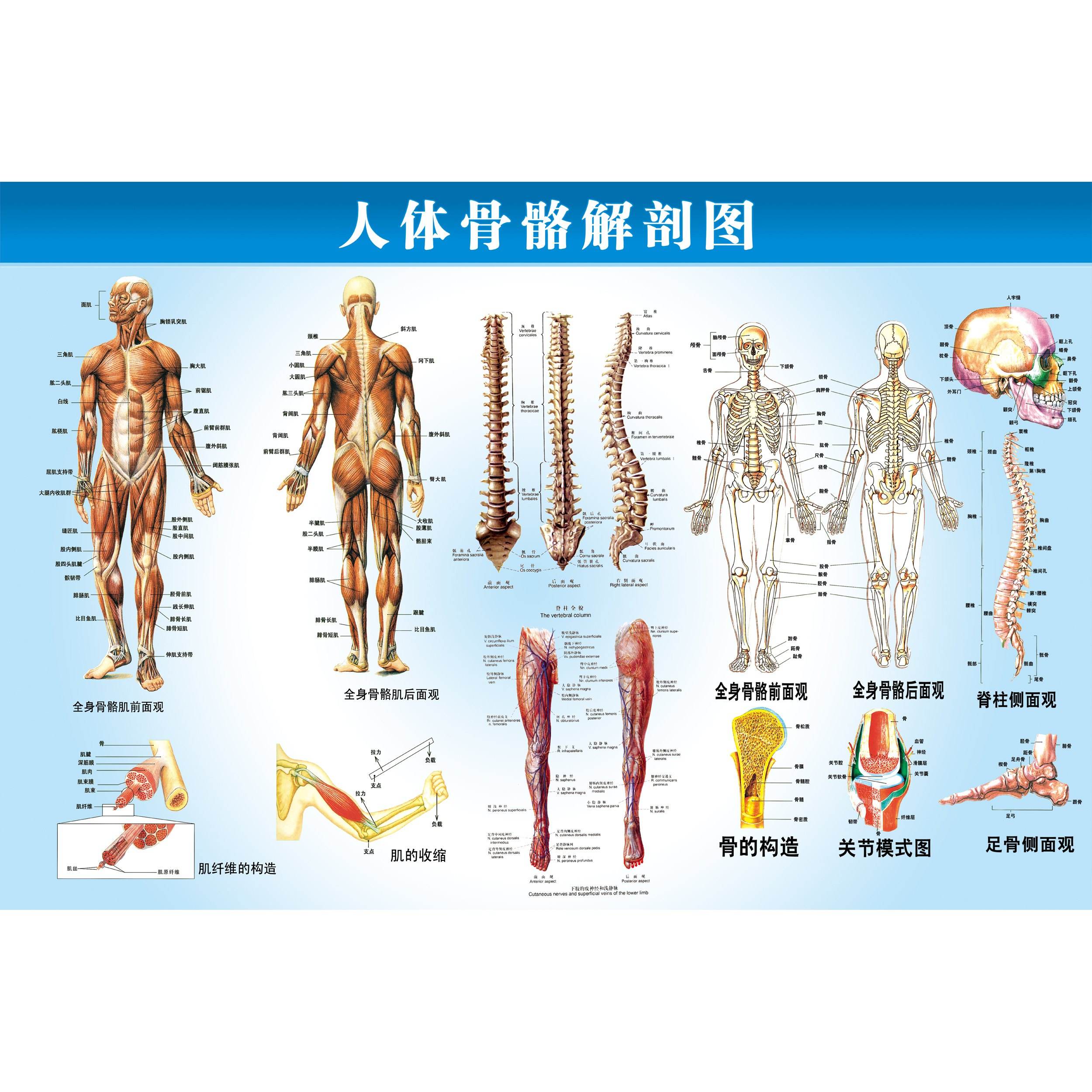 人体骨骼的结构图是怎样的？