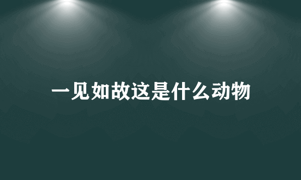 一见如故这是什么动物