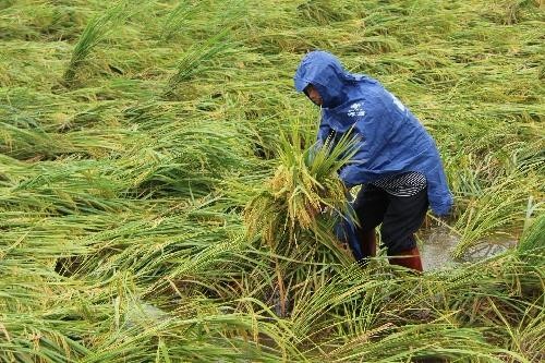 风王利奇马为何在自1949年我国登录的台风中，强度仅排名第五？