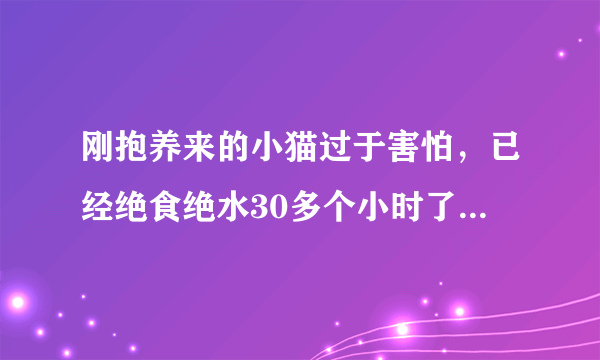 刚抱养来的小猫过于害怕，已经绝食绝水30多个小时了，怎么办？