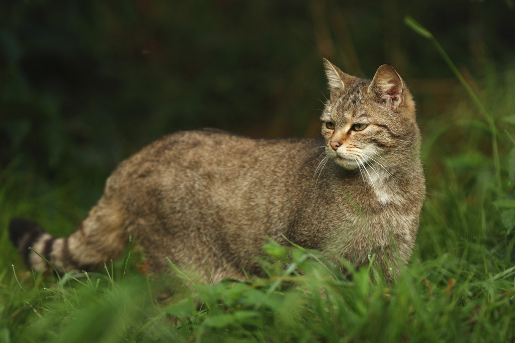 野猫的生活习性