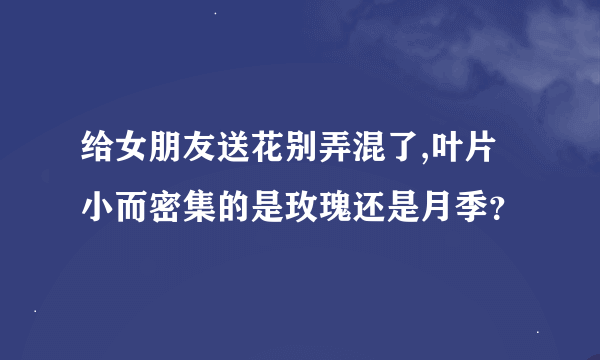 给女朋友送花别弄混了,叶片小而密集的是玫瑰还是月季？