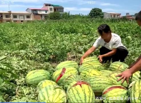 陕西一农妇家种的二千多个大西瓜被人半夜全部用刀砍割，对此你怎么看？