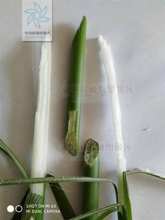 水葱是什么植物