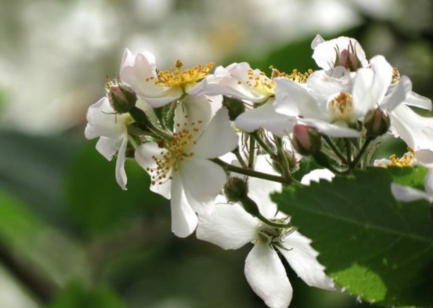 什么是荼靡花？花语是什么？