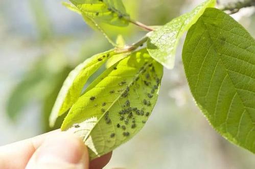 我养的花长蚜虫了，怎么驱除？