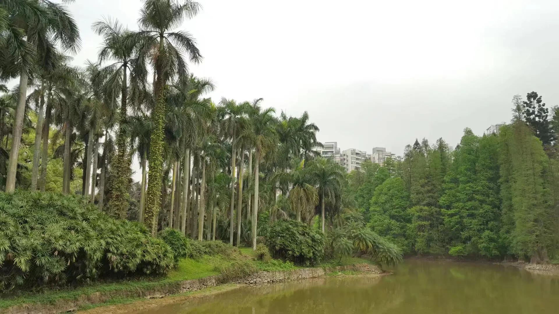 华南国家植物园揭牌，华南生物多样性保护迎来了哪些新机遇？