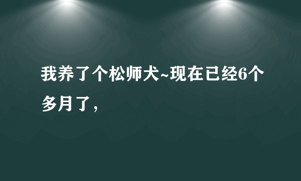 我养了个松师犬~现在已经6个多月了，