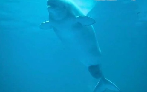 芝加哥水族馆拍下白鲸产子的瞬间，白鲸是如何生产的？