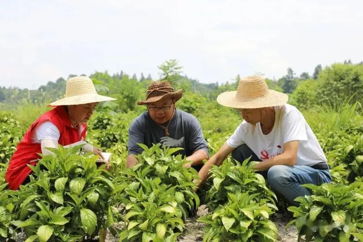 中草药栽培与加工技术专业是学什么的？课程有哪些？