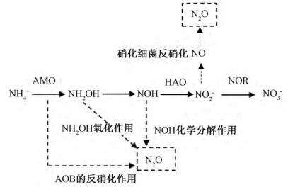 硝化细菌和反硝化细菌