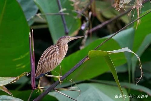 贵州深山“龙吟”真相竟是鸟在叫，那么黄脚三趾鹑到底是啥鸟？