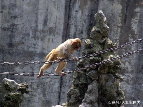 近日因洪水，一群日本猴子走钢丝过河为何“火”了？