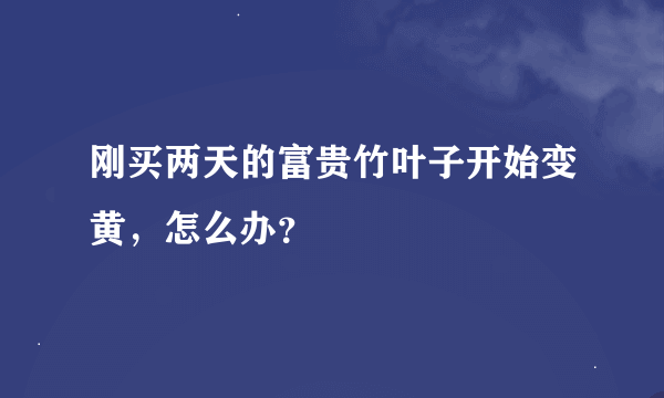 刚买两天的富贵竹叶子开始变黄，怎么办？