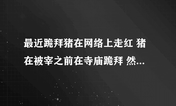 最近跪拜猪在网络上走红 猪在被宰之前在寺庙跪拜 然后当天晚上就被送去屠宰场 专家说这只是巧合